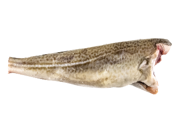 Menkė