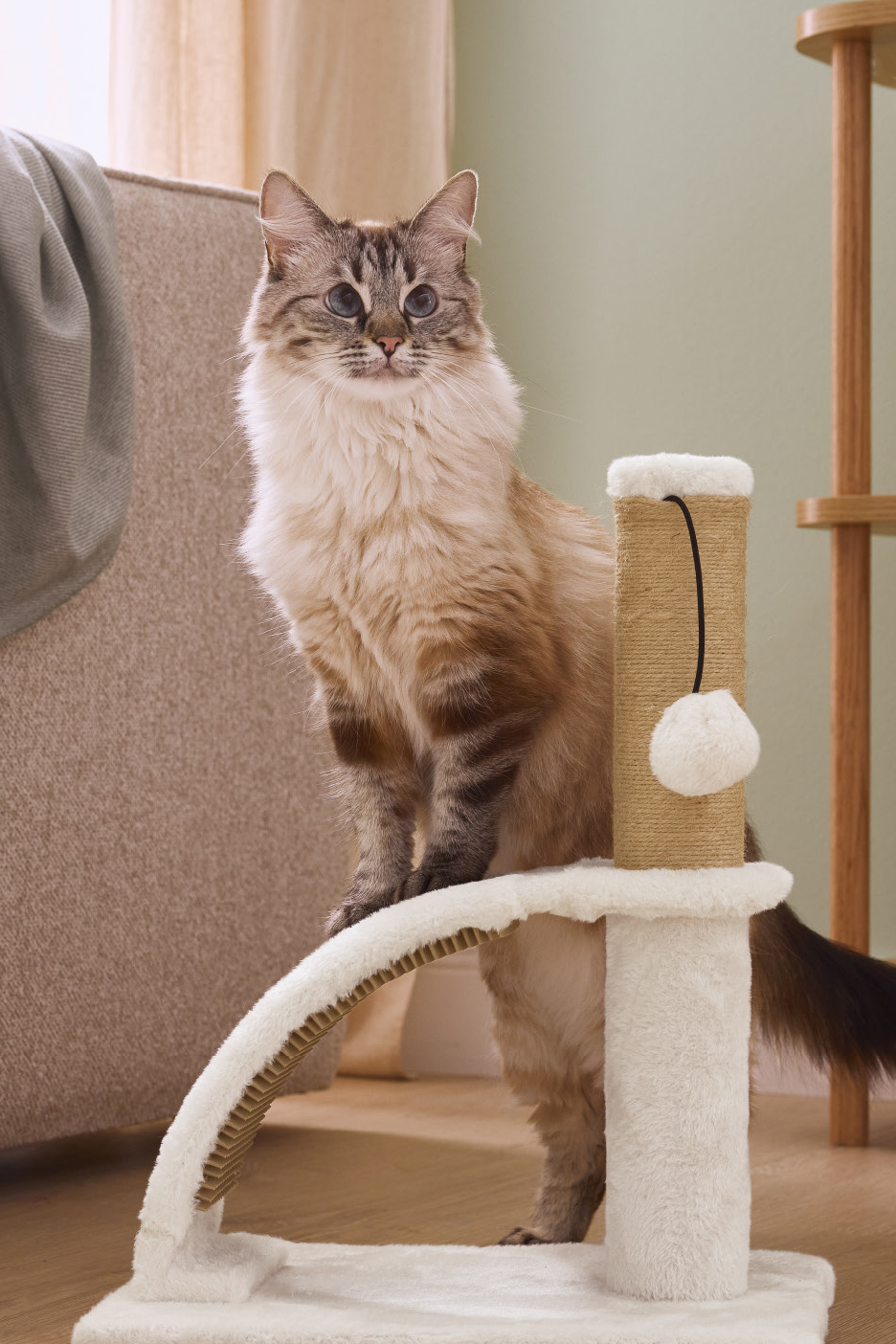 Katė ant balto kačių draskyklės su sizalio stulpu ir žaislu