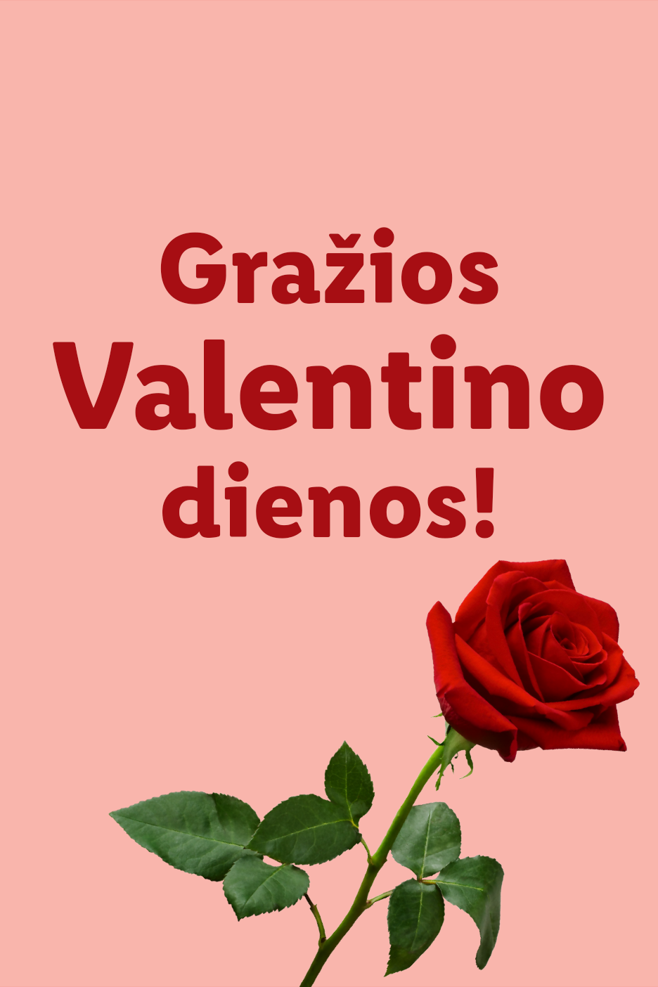 Raudona rožė su užrašu „Gražios Valentino dienos!“ ant rausvo fono.