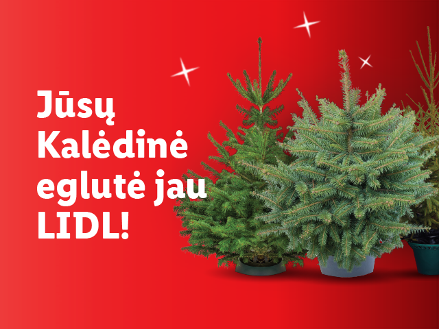Jūsų Kalėdinė eglutė jau LIDL!