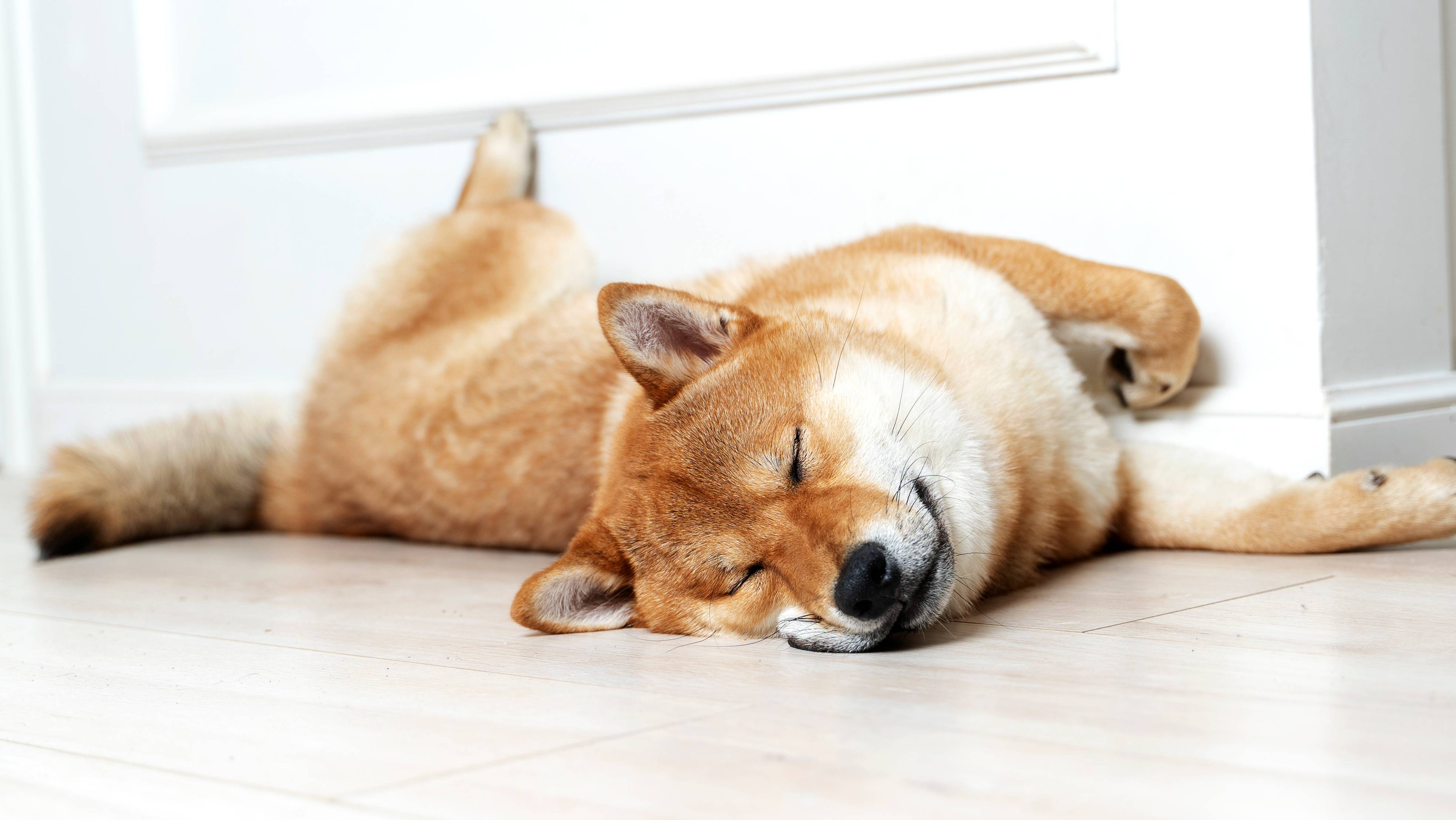Miegantis Shiba Inu šuo guli ant grindų prie sienos.