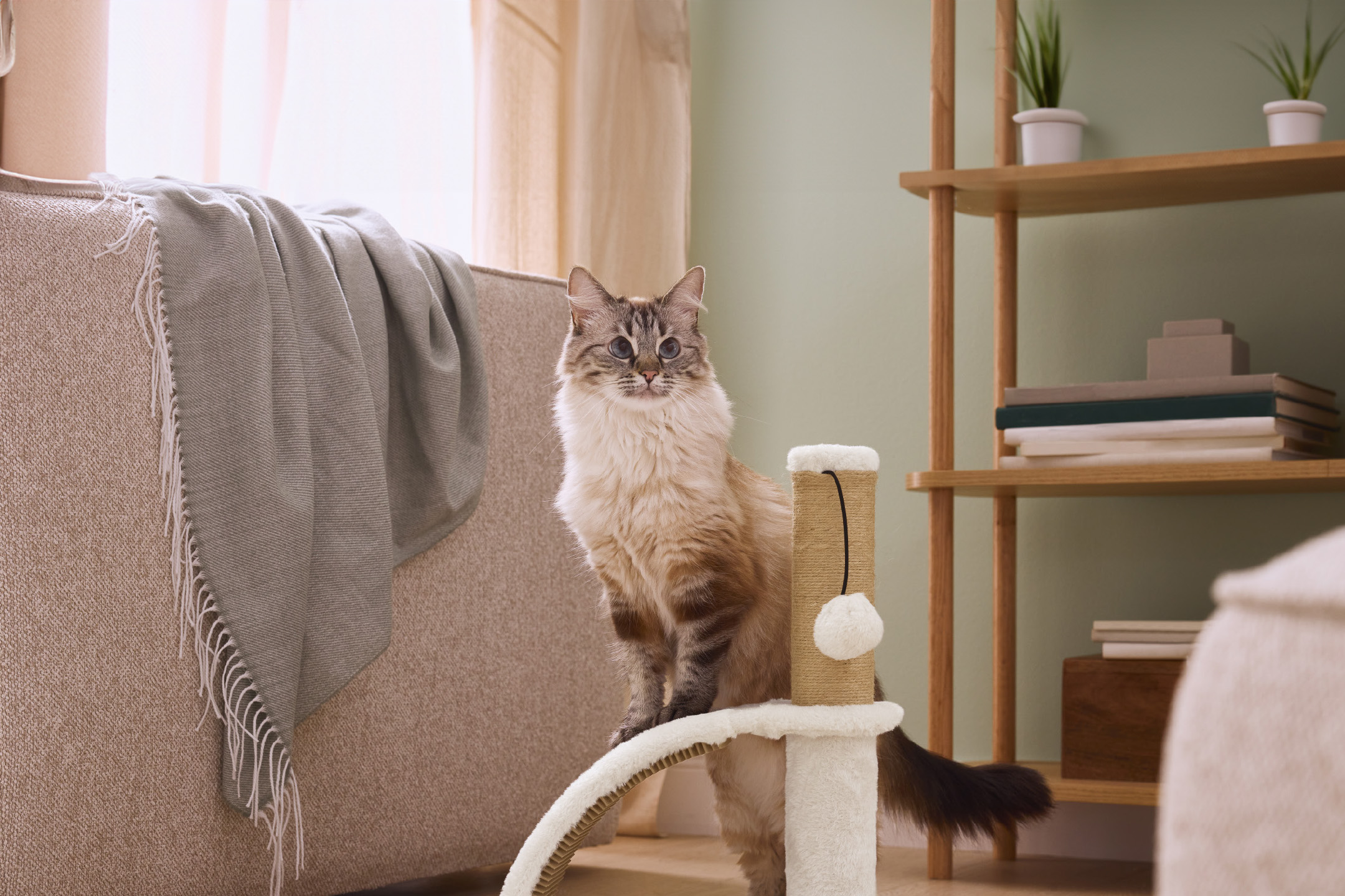 Katė ant draskyklės šviesiame kambaryje su sofa ir lentyna.