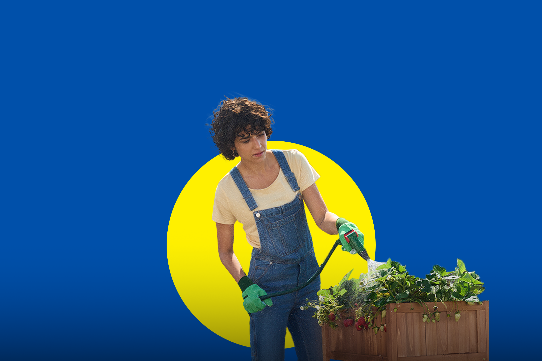 Moteris laisto braškes medinėje lysvėje.